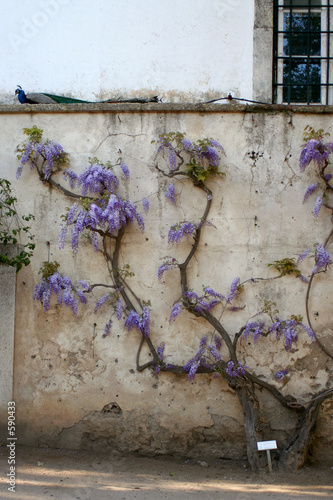 purple flowers 2