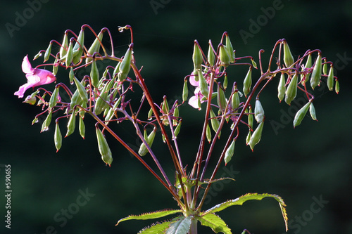 indisches springkraut photo