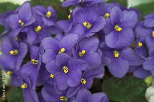 violets 6