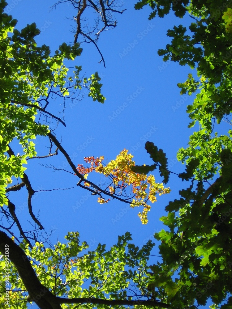 Fototapeta premium sky & trees