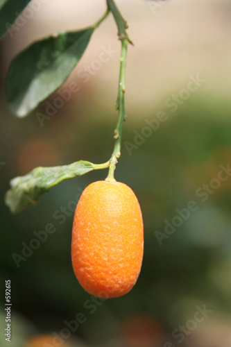 kumquat tree with fruit and leaves photo