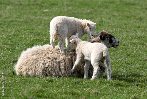 sheep and lambs