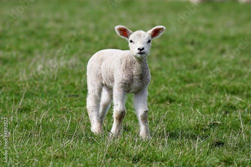 lamb