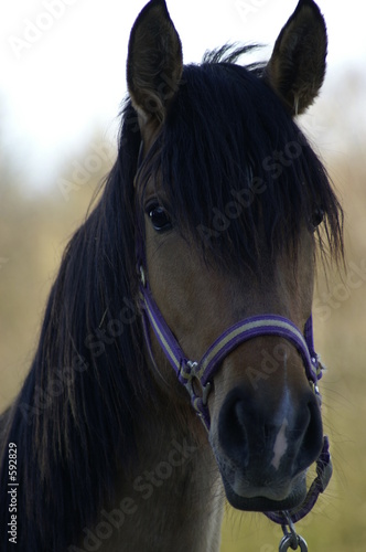 Wallpaper Mural regard Torontodigital.ca