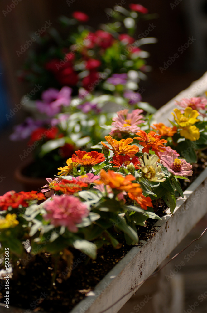springtime flower box