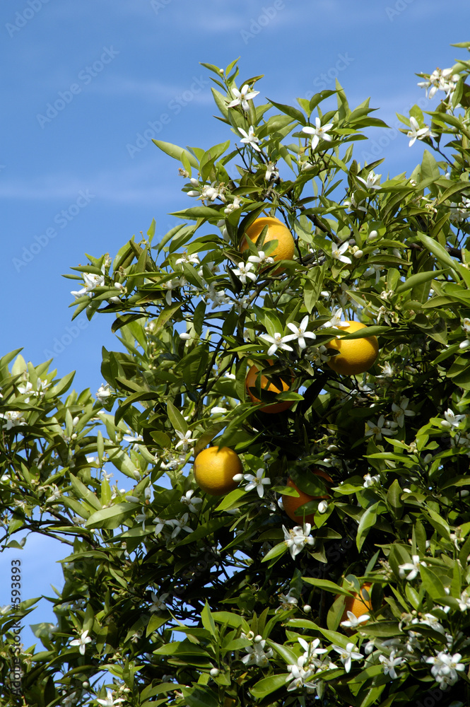 orange blossoms 5