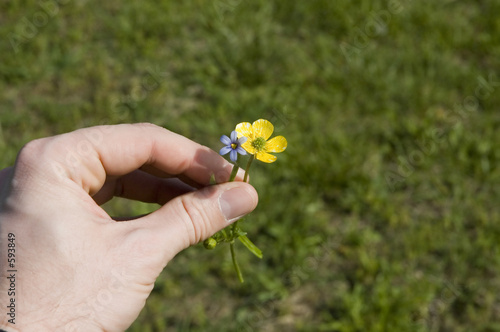 spring flowers