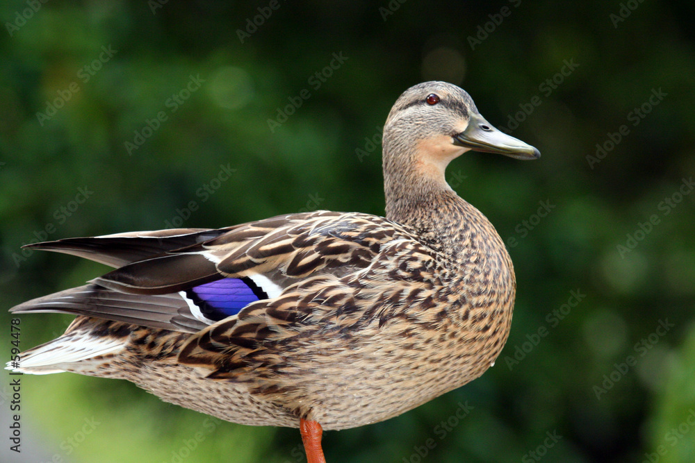 duck duck