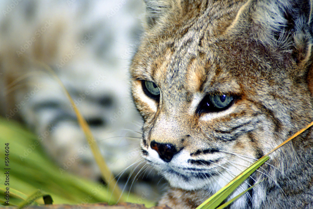 Fototapeta premium bobcat