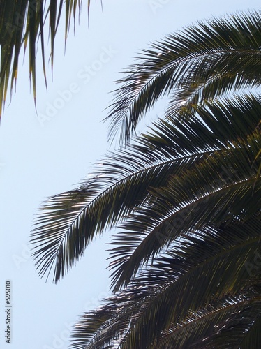 palmiers en contre jour