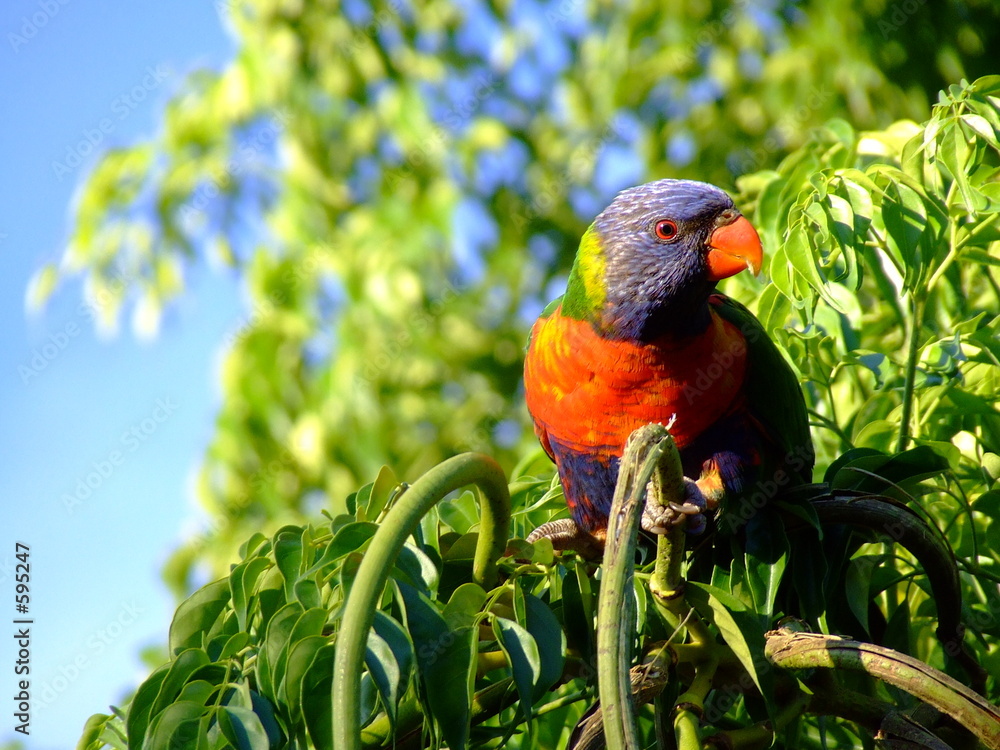 Obraz na plátně rainbow lorikeet in tree wary