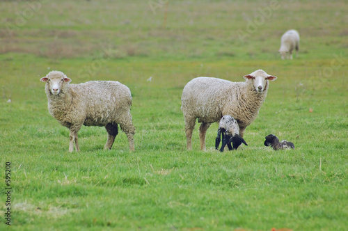 sheep grazing on the hillside