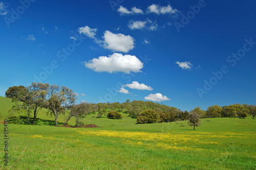 springtime meadow