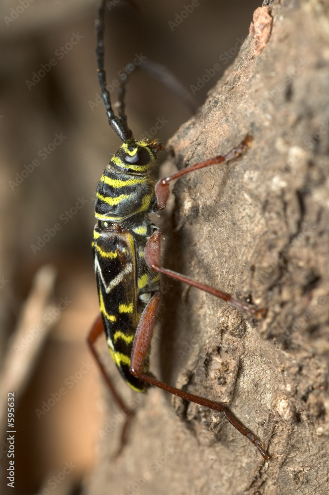 Fotografie locust borer