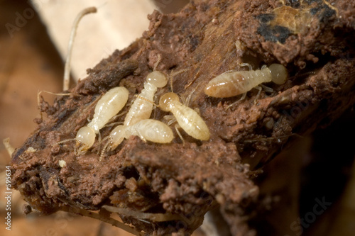 termites photo