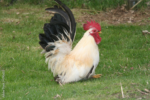 japanese bantam cockerel