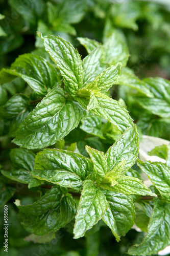 feuilles de menthe