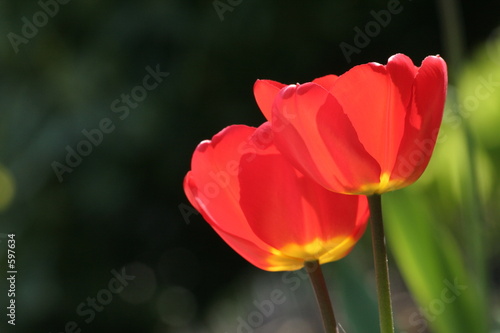 red tulips