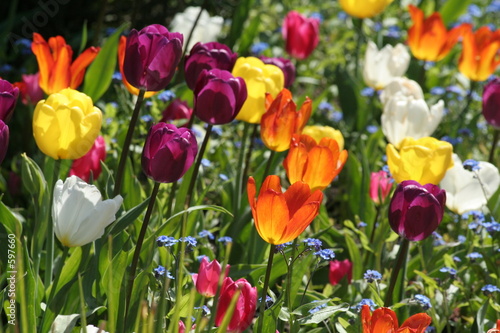 beautiful tulips