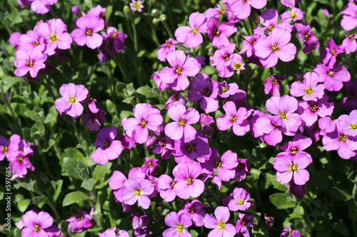 purple flowers