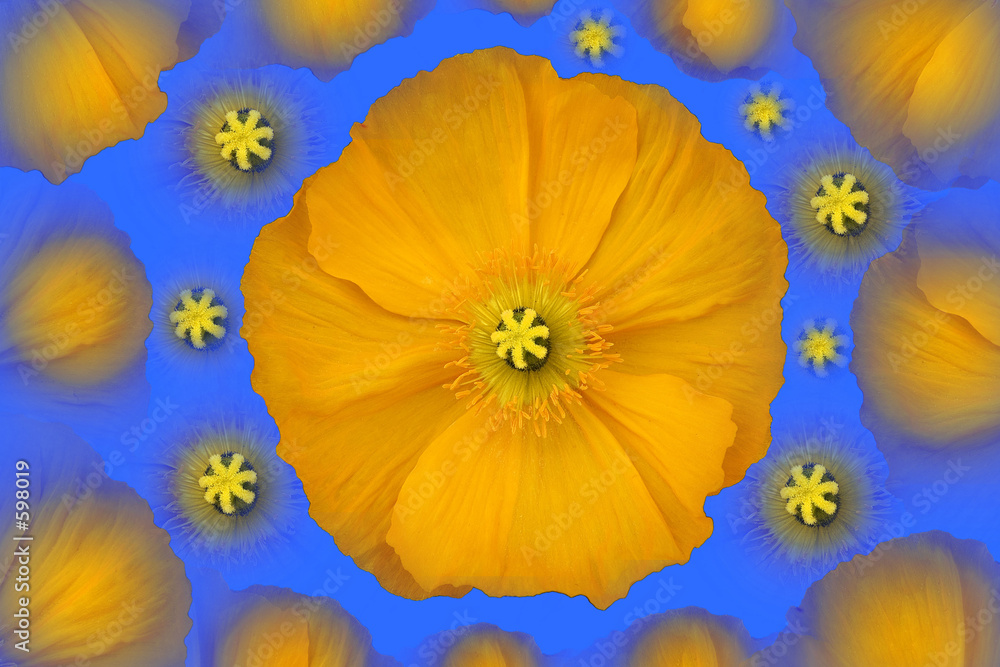 fleur de pavot jaune fleur de pavot jaune