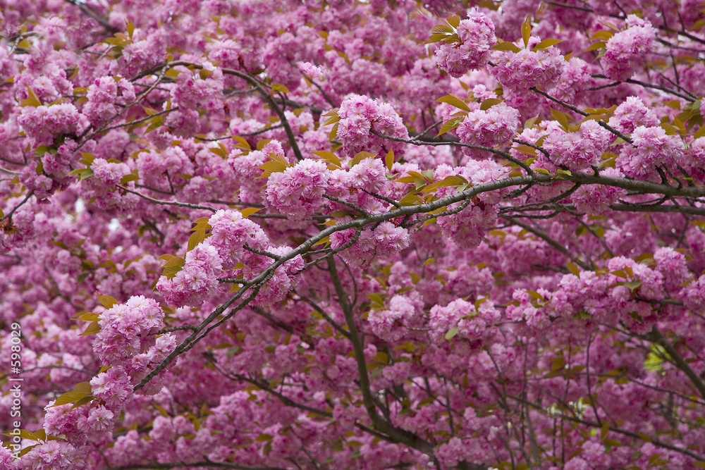 branches de prunus en fleurs
