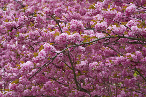 branches de prunus en fleurs