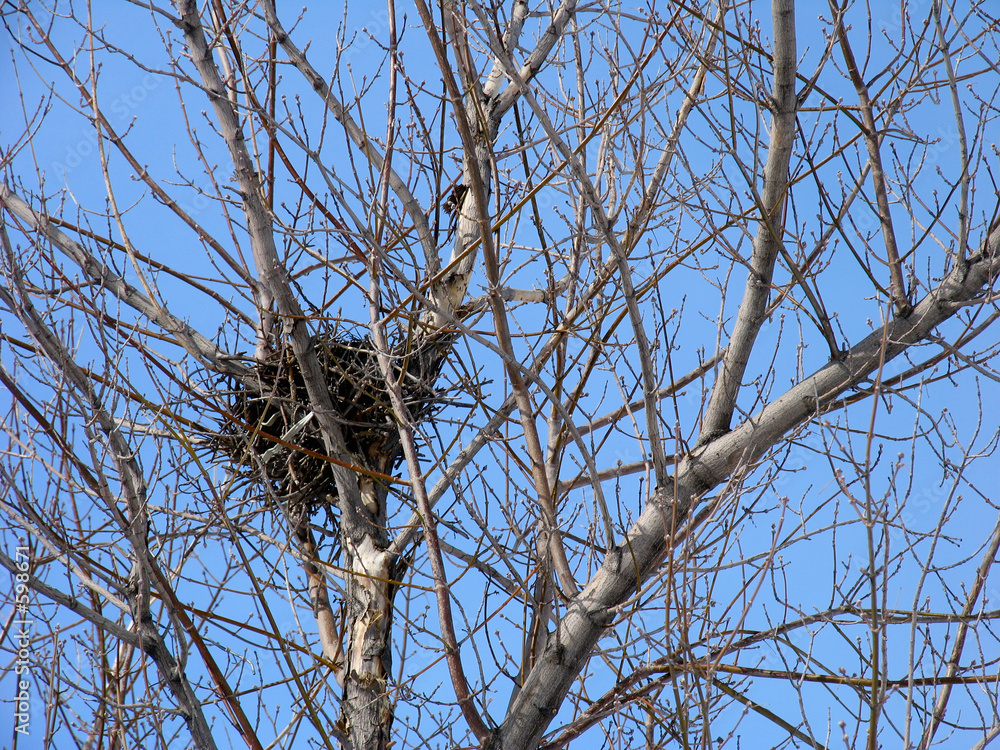 bird's nest on the tree