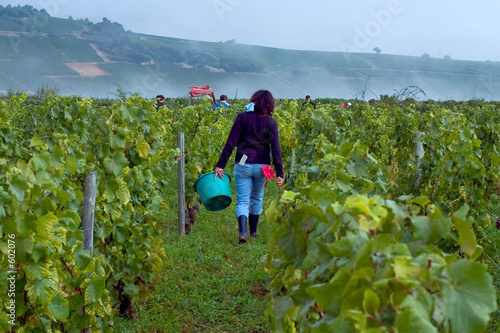 travail à la vigne