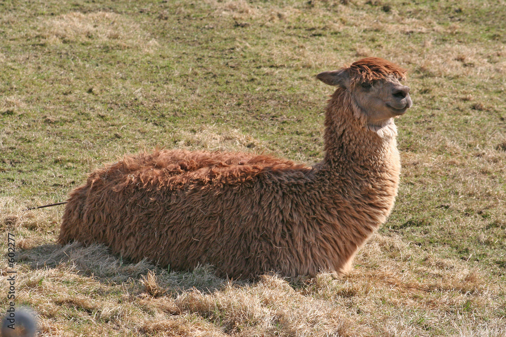 lama, alpaca beim verdauen