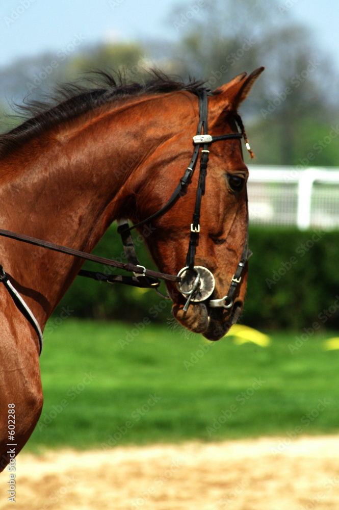 Naklejka premium le beau portraît d'un cheval