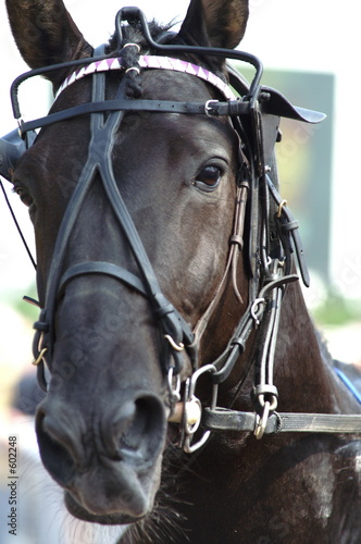 le portraît de ce beau cheval de course! © Eric Péduzzi