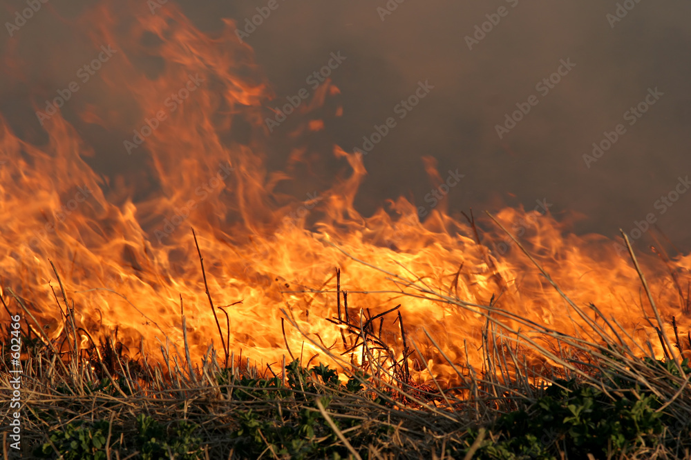 Fotografie grass fire