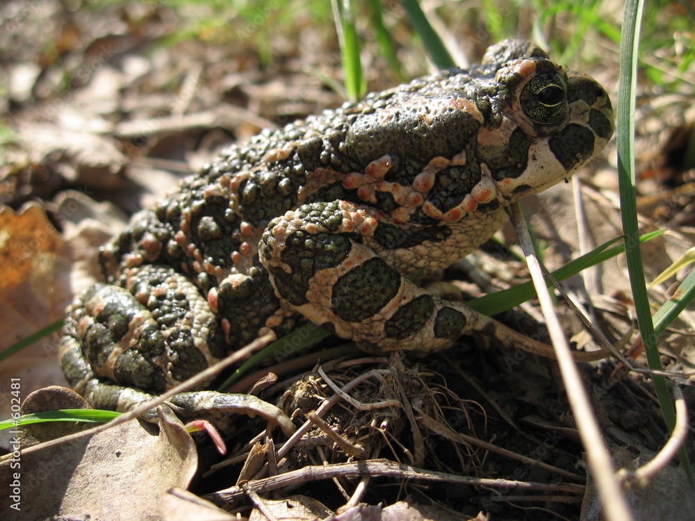 Fototapeta premium frog