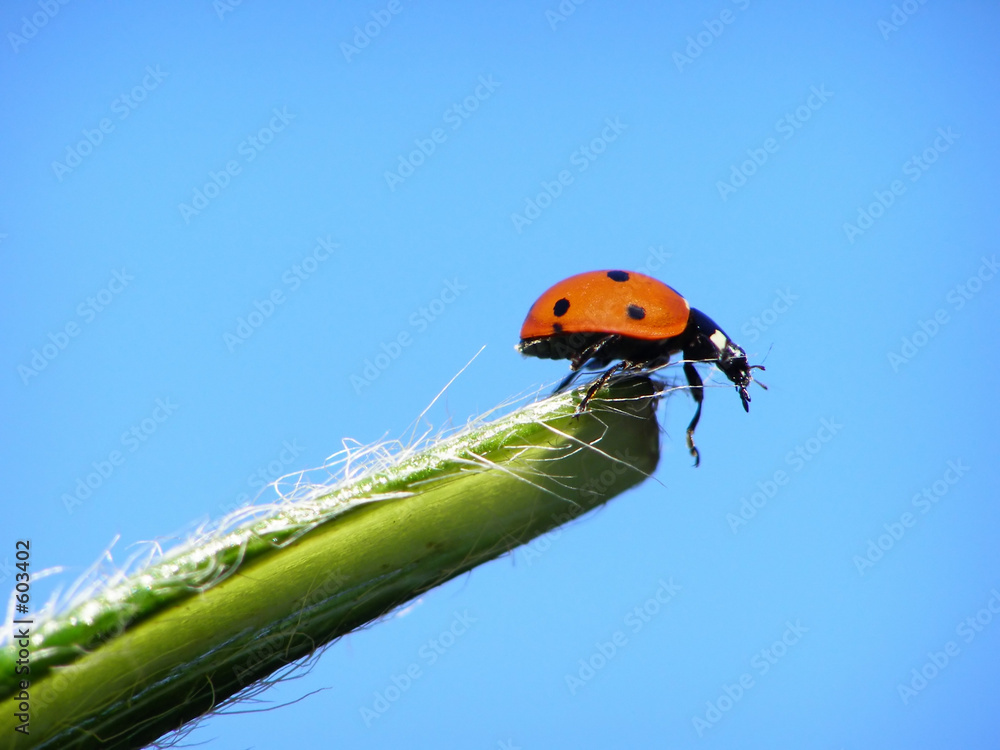 ladybug on leaf ladybug on leaf