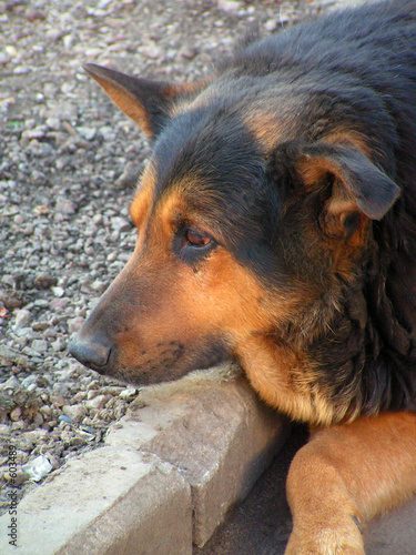 homeless dog