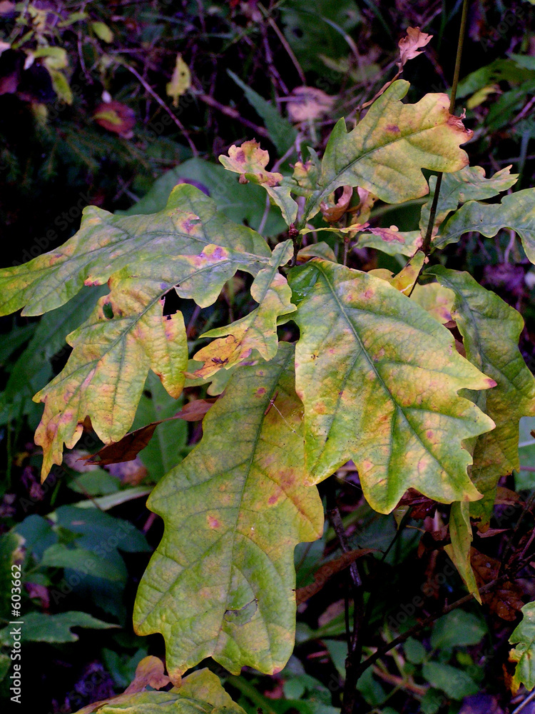 oak oak