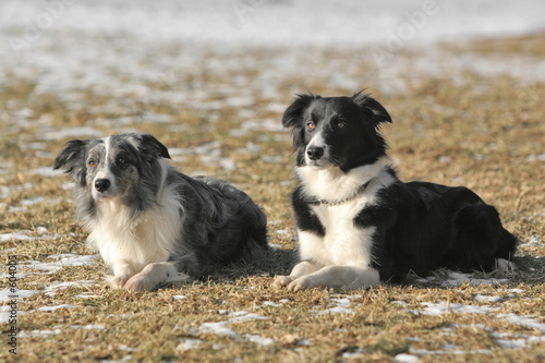 Canvas-taulu two border collies