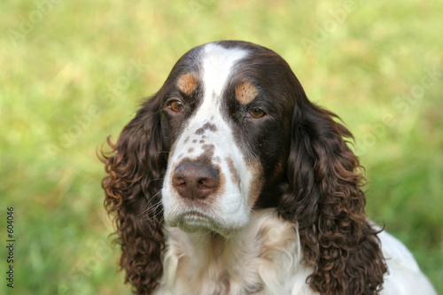 Obraz na płótnie english springer spaniel