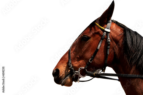cheval-1