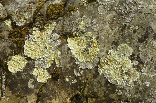 lichens sur rocher