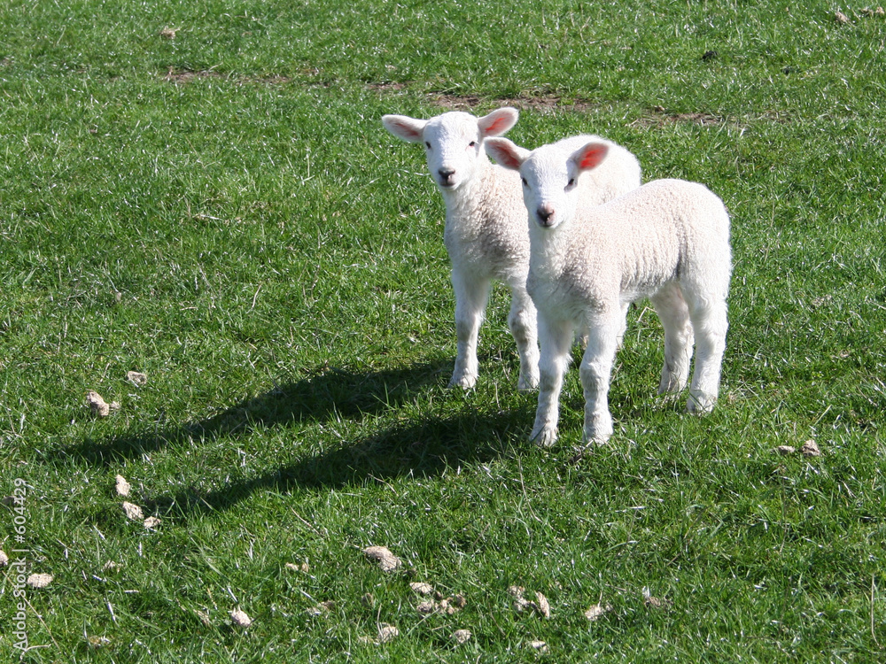 Fototapeta premium spring lambs