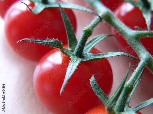 tomate cerise
