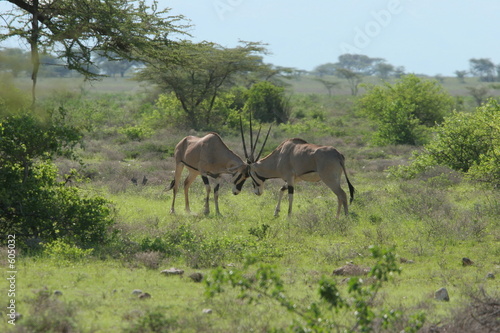 combat d'oryxs