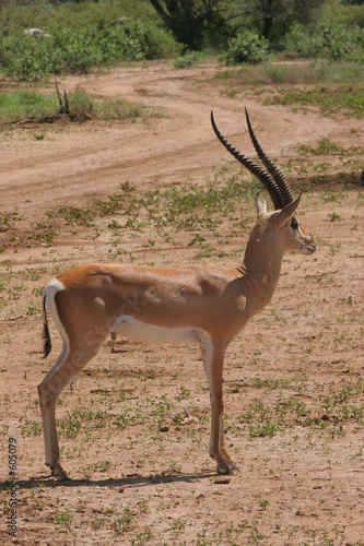 impala de face
