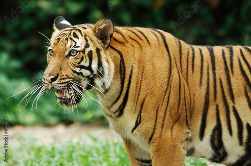bengal tiger