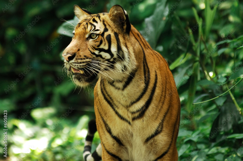 Fototapeta premium Tygrys bengalski