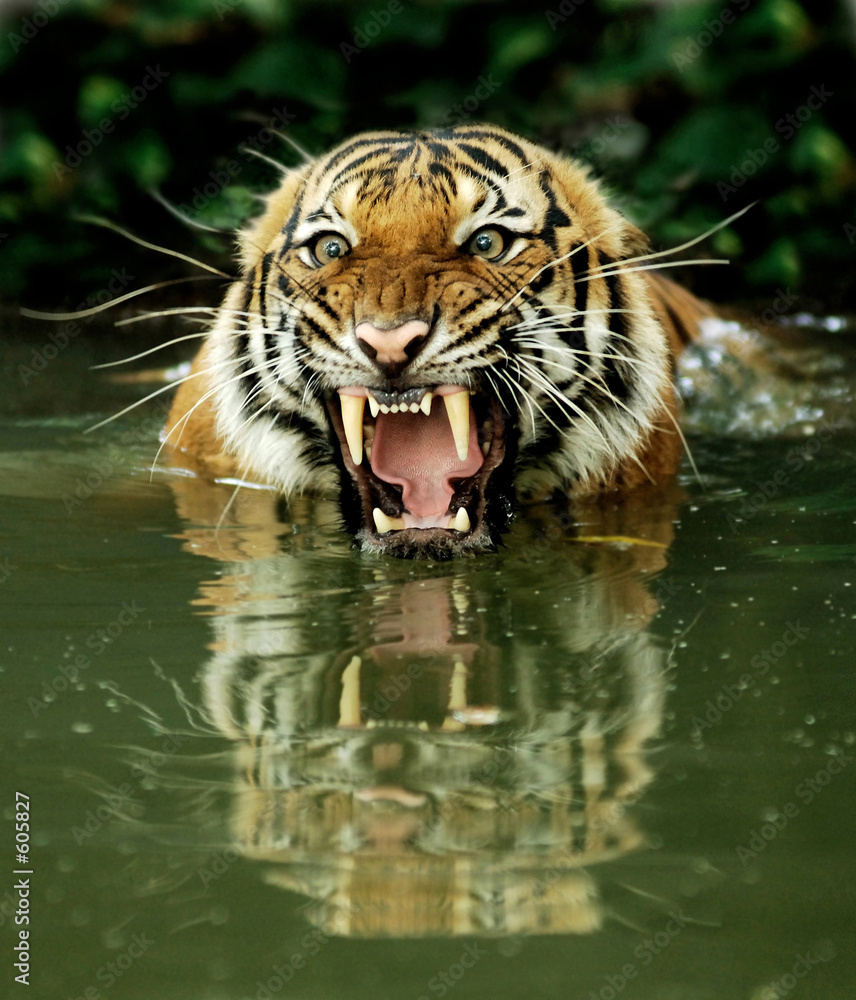 Fototapeta premium Tygrys bengalski