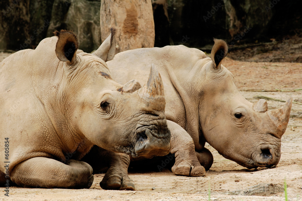 Fototapeta premium asian rhinoceros