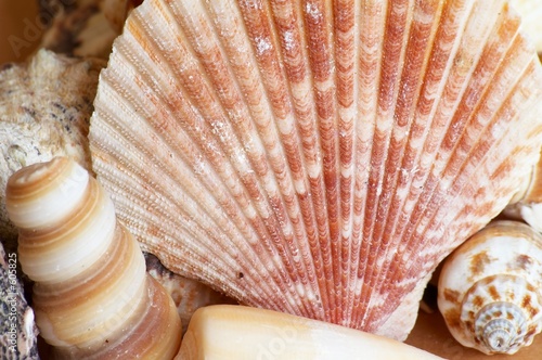 pink shell